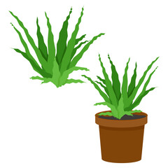 Green Aloe Vera Plant in Pot and Without