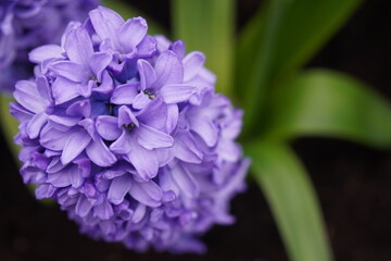 Blue Hyacinth Flower