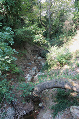 The path of the centaurs (after Cyclone Daniel) Portaria Pelion Greece
