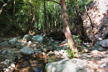 The path of the centaurs (after Cyclone Daniel) Portaria Pelion Greece