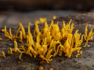 PA050009 small staghorn fungus, Calocera cornea, cECP 2024