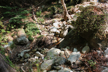 The path of the centaurs (after Cyclone Daniel) Portaria Pelion Greece