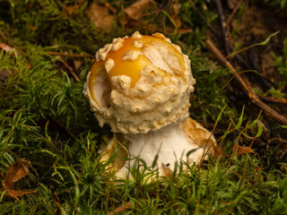 PA050043 young fly agaric mushroom, Amanita muscaria, cECP 2024