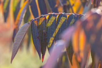 Sunlight shining through colorful autumn leaves
