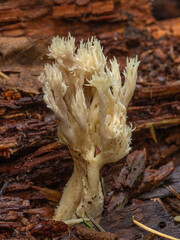 PA050435 upright coral fungus fruit body, Ramaria stricta, on rotting wood, cECP 2024 © Ernie Cooper