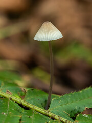 PA050291 bonnet mushroom, Mycena species, cECP 2024