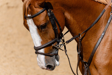 Face portrait of chestnut competition bay horse in showjumping