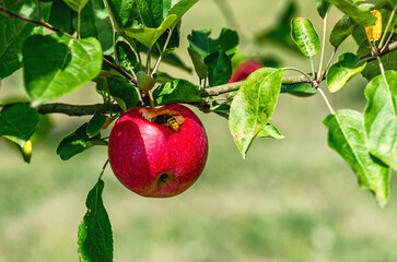 Bitten red apple with green leaves. Symbolism. Apple hangs on branch. Wasp eats red fruit on tree.