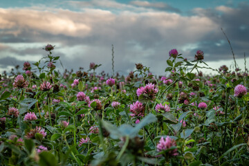 View for sunset evening sky from clover field with violet blossoms