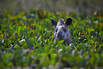 Brazilian Tapir Cooling and Peeking Through Vegetation in a Water Pond