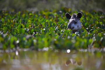 Brazilian Tapir Cooling in a Water Pond with Reflection on the Surface