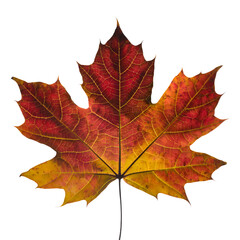 Obraz premium Single vibrant maple leaf with autumnal colors against a plain white background