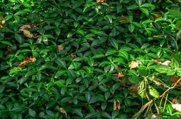 Texture of green periwinkle leaves, dry fallen leaves on green background. Solar flares.