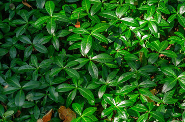 Texture of green periwinkle leaves, dry fallen leaves on green background. Autumn screensaver.