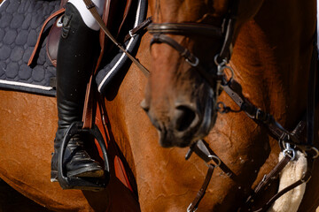 Detail of a rider and a bay horse in a showjumping competition