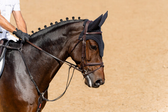 Face portrait of bay competition bay horse in showjumping