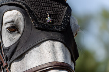 Showjumping competition horse with mask and crystal ornament on the forehead
