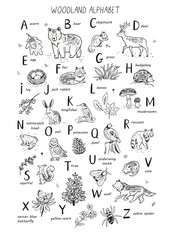 Forest animals woodland alphabet vector line illustrations set poster.
