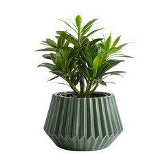 Green potted plant in a pleated pot against a white background