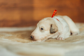 Portrait of lovely and cute russian borzoi dog puppy lying on the bed at sunset