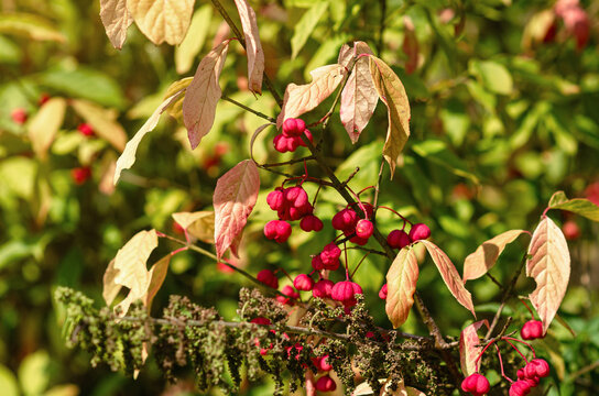 European beresklet spindle-shaped, pink fruits. Next to the nettle. Autumn calming landscape.
