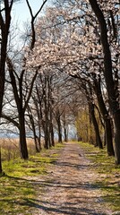 Fototapeta premium A tranquil path lined with blossoming trees in springtime under a clear blue sky