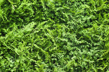 green background, close-up of thuja leaves in the photo