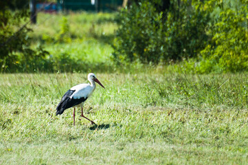 white stork on a green meadow in summer