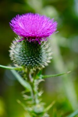 Thistle Flower