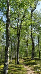 Lush green forest in springtime inviting exploration along a winding grassy path