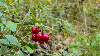 Close-up of ripe lingonberries among green foliage in a forest, symbolizing autumn harvest and natural health benefits