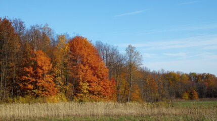Fototapeta premium Vibrant autumn foliage dances under a clear blue sky in a serene landscape of changing seasons