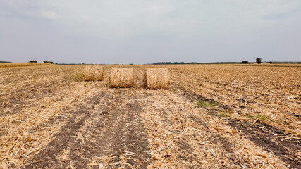 A vast harvested cornfield with round hay bales symbolizes the end of harvest season and agricultural abundance