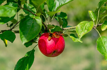Wasps eat ripe apple. Red apple with hole hanging on branch. Apple orchard with insects in autumn.