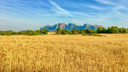 Golden wheat fields stretch towards the majestic, rugged peaks of Montserrat under a clear sky, symbolizing agricultural abundance in Catalonia