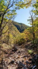 Fototapeta premium A serene hiking trail winding through autumn foliage in the mountains on a clear day