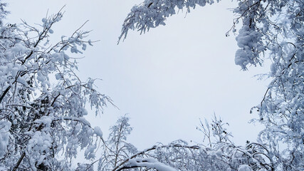 Snow-covered trees frame a serene winter sky, evoking the tranquility and beauty of the Christmas season