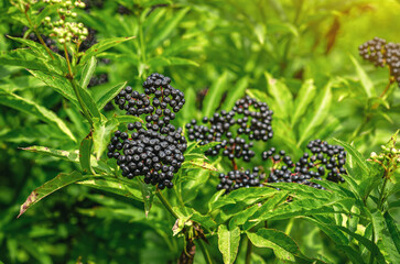 Ripe bunch of black elderberry on bush. Healthy food and cooking. Herbal treatment. Selective focus.