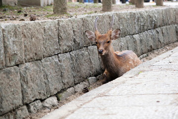 A deer in the Nara park, Japan