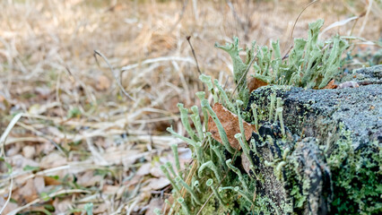 Close-up of green lichen growing on a weathered tree stump amidst dry grass, symbolizing nature's resilience and biodiversity conservation