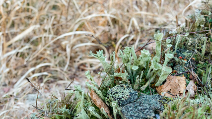 A close-up of green lichen on rocks amidst dry grass, illustrating nature's resilience and biodiversity in autumn landscapes