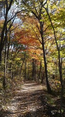 Fototapeta premium Autumn walk along a tranquil forest path under vibrant foliage in sunlight