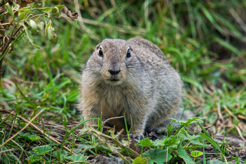 The gopher sits on the ground near its burrow. Gopher climbed out of his hiding place. Gopher close-up.