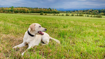 Obraz premium A Labrador Retriever enjoys a peaceful autumn day in a picturesque meadow, embodying concepts of relaxation and nature appreciation