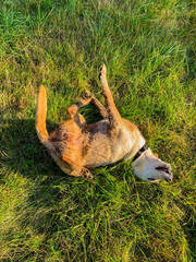 Happy dirty labrador dog rolling in lush green grass under the sun, embodying pure joy and freedom...
