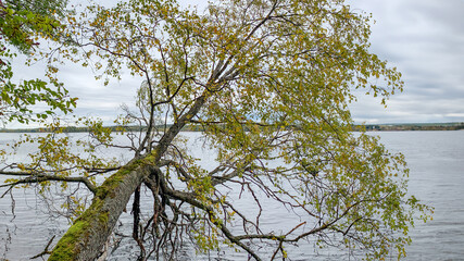 A moss-covered tree leans over a tranquil lake under an overcast sky, symbolizing resilience and environmental concepts