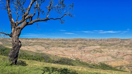 A solitary tree stands tall in a vast, arid landscape, highlighting environmental conservation and climate change awareness