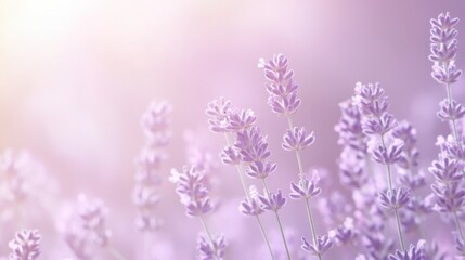 Obraz premium Light lavender solid color with a soft gradient and plenty of space for text.