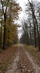 Fototapeta premium Exploring a tranquil forest path adorned with autumn leaves on a quiet day