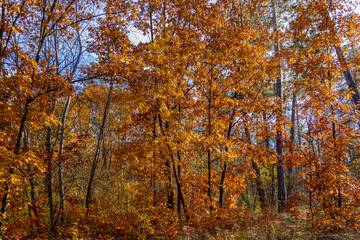 Sunlight shining through golden autumn trees in the forest